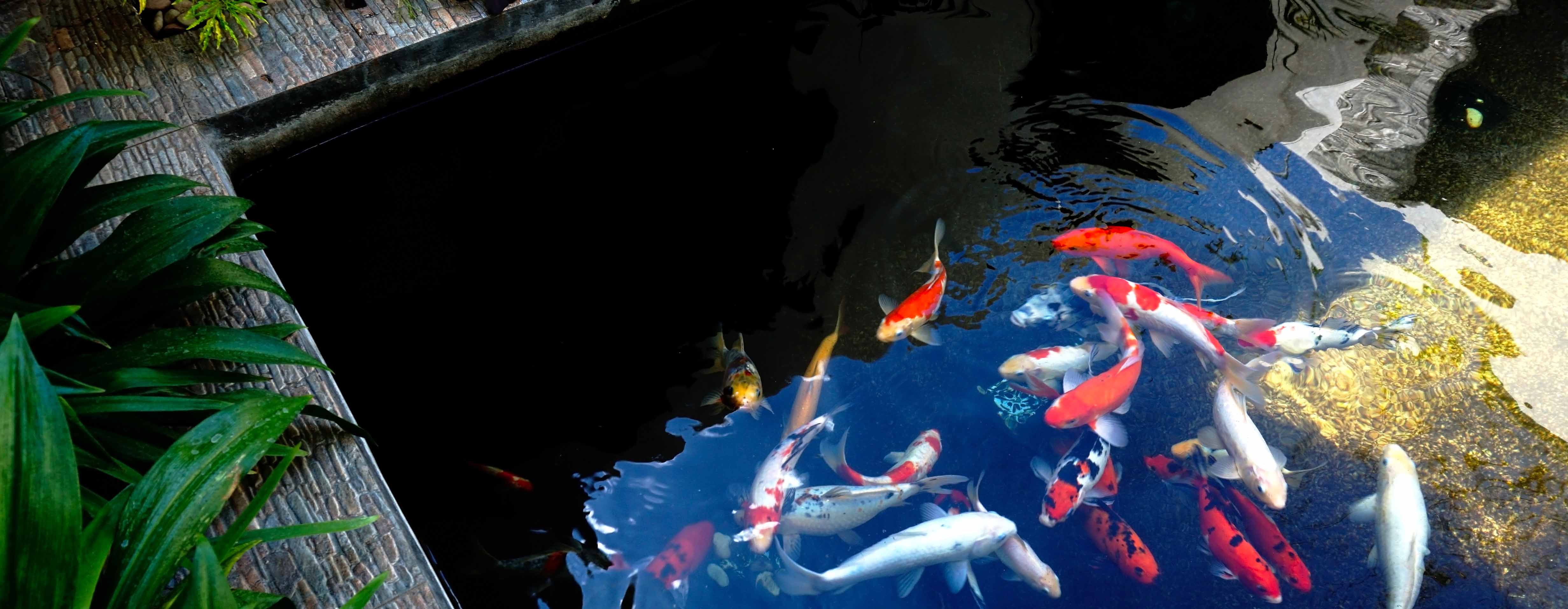 Quelle pompe pour une fontaine de bassin ? Comment la choisir